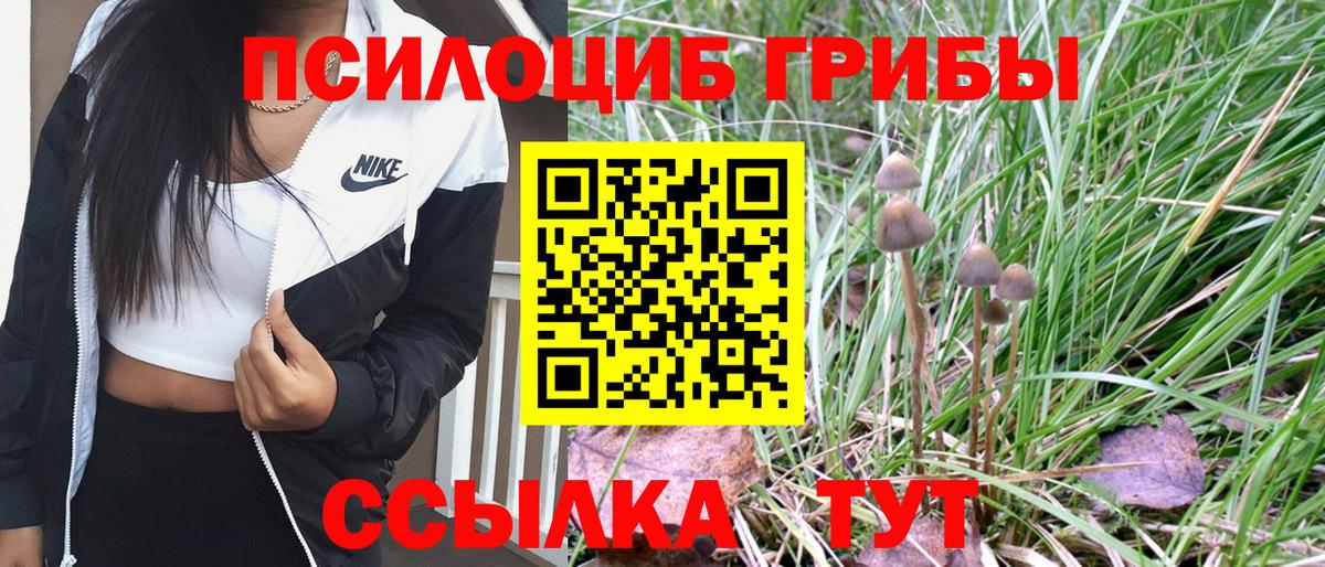 Галлюциногенные грибы Psilocybe Таганрог